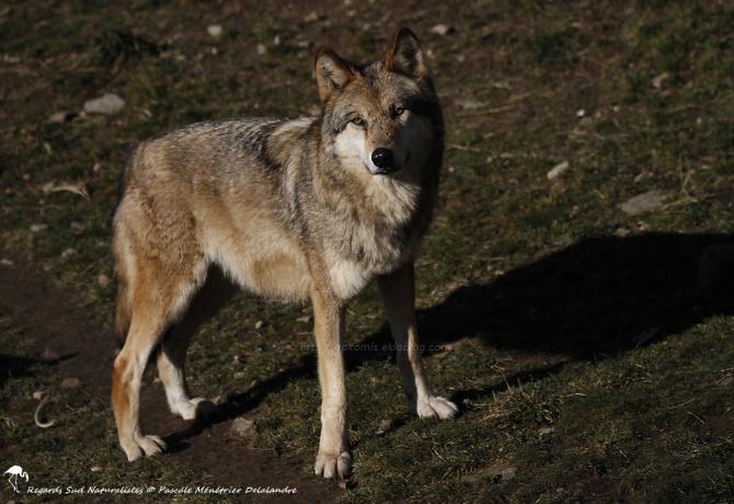 Loups de Sibérie (Canis lupus albus)