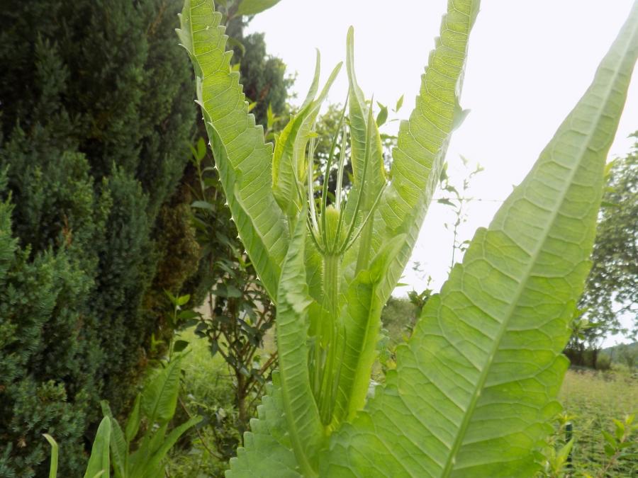 Cardères cultivées et butineurs