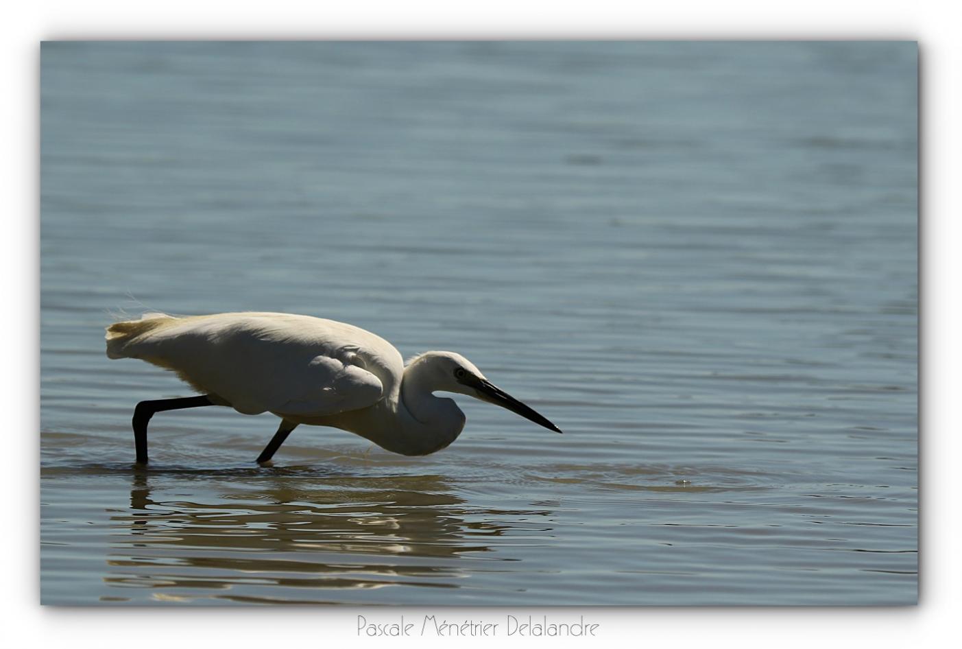 Aigrette garzette à l'affût...