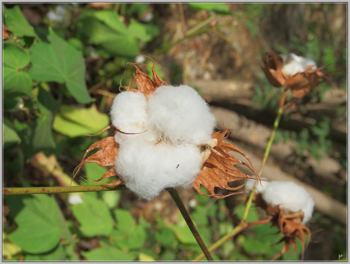 FLEURS DE COTON 2023