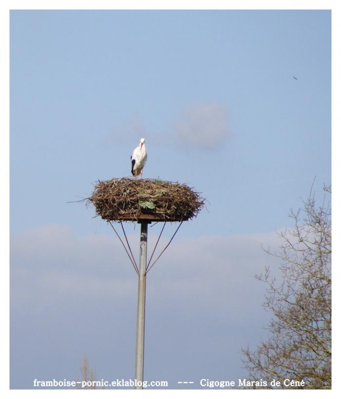 Les cigognes sont de retour 