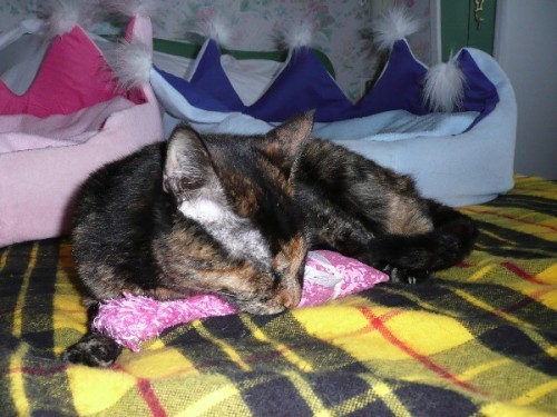 doudou-chat-eowin-3.JPG