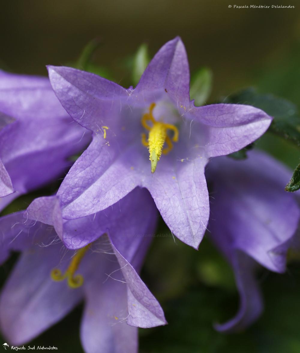 Campanules
