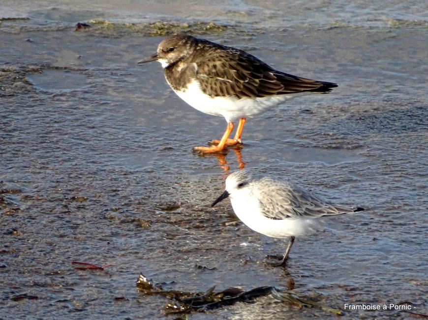 Oiseaux du littoral de la côte de Jade - 2019