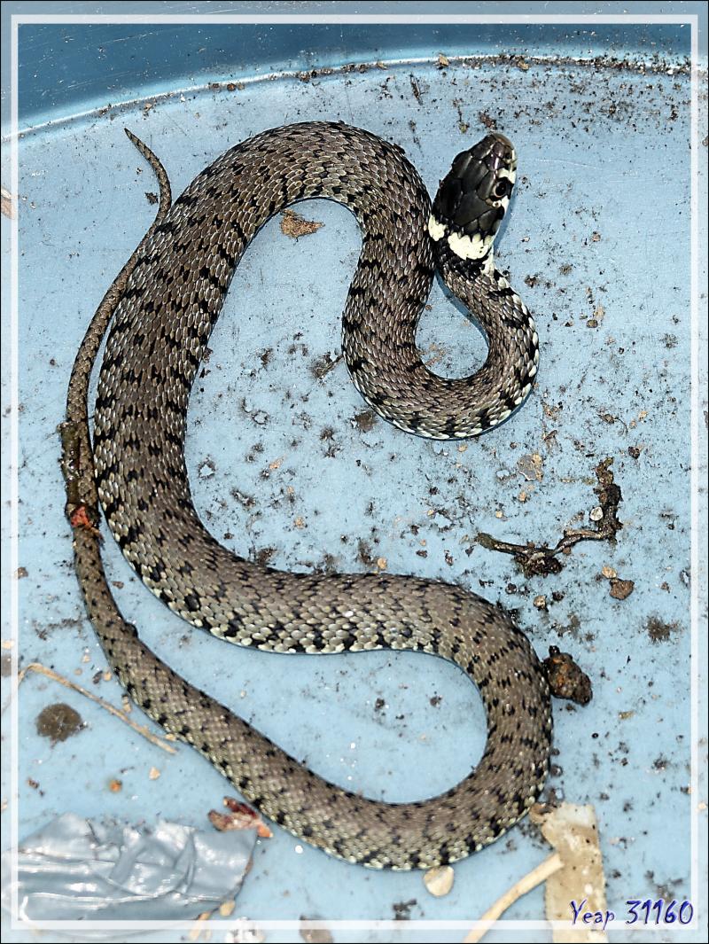 Couleuvre à collier (Natrix natrix) - Lartigau - Milhas - 31