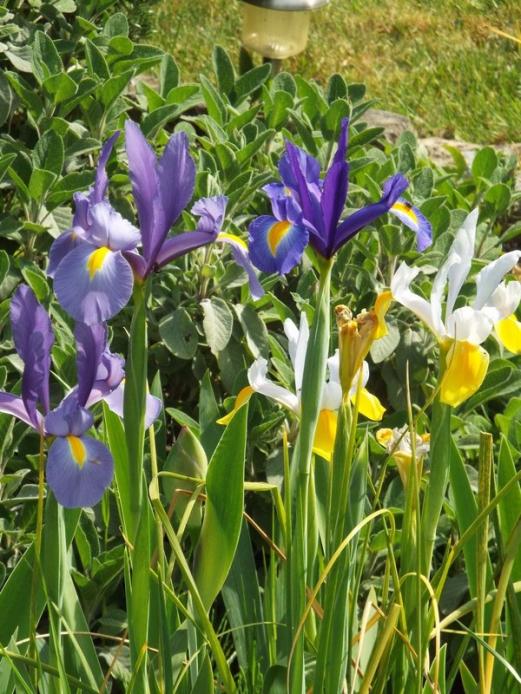 l'iris 