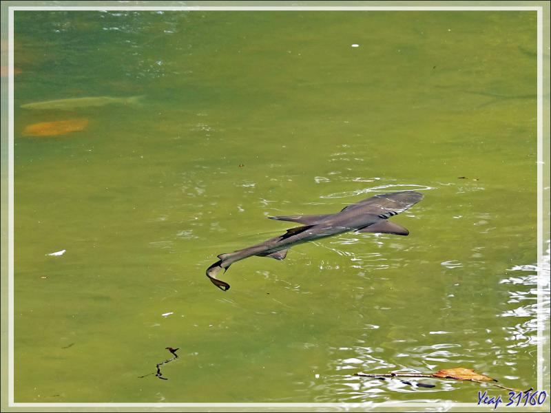 14/12/2021(suite) : seconde journée à Silhouette Island passée entre promenade dans le village et les jardins du grand complexe hôtelier voisin et baignades - Seychelles