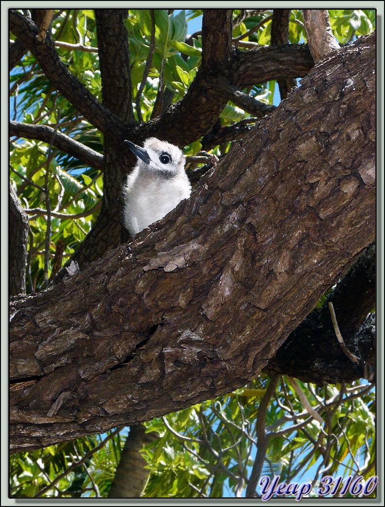 Poussin de Sterne Gygis - Ile aux Oiseaux : Motu Puarua - Tikehau - Tuamotu - Polynésie française