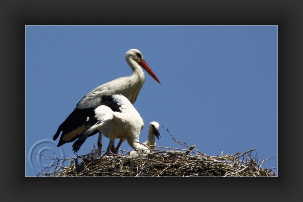 Essais d'ailes...