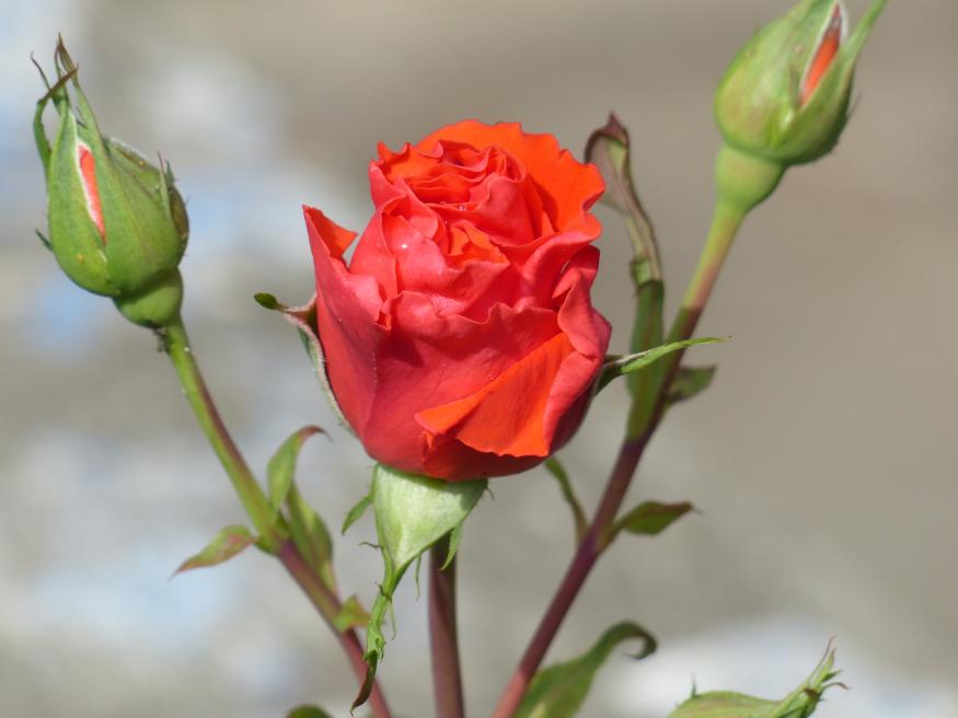 Voici des roses blanches et une rose rouge