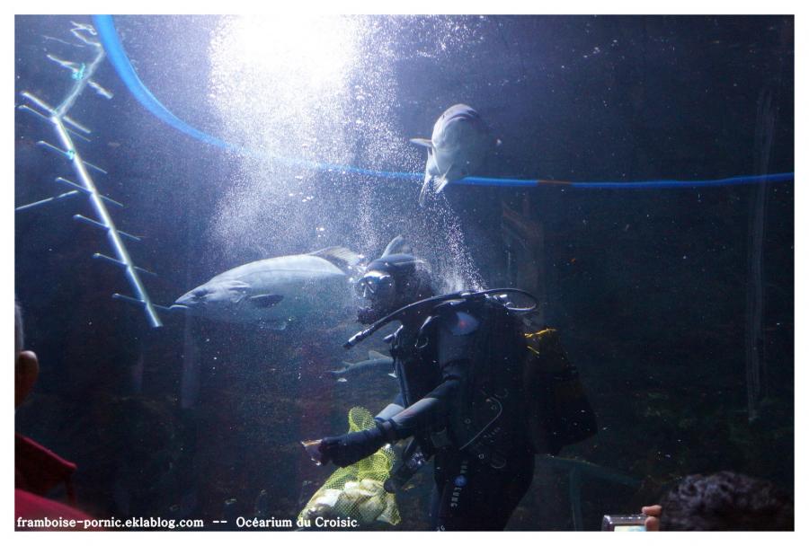 OCEARIUM DU CROISIC 