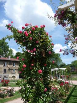 Un dimanche au parc  ... 
