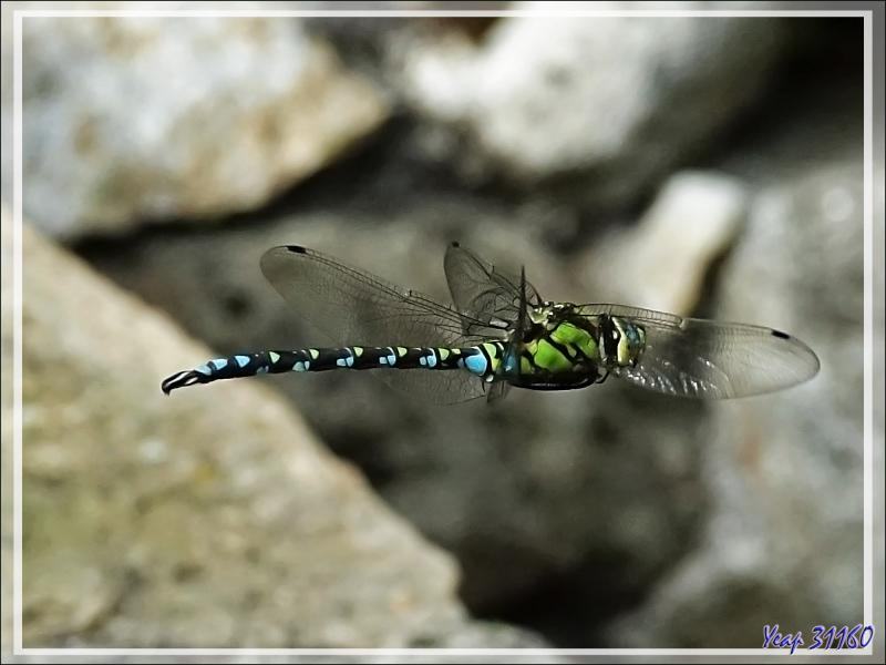 Libellule Æschne bleue mâle en vol, Southern hawker (Aeshna cyanea) - Lartigau - Milhas - 31