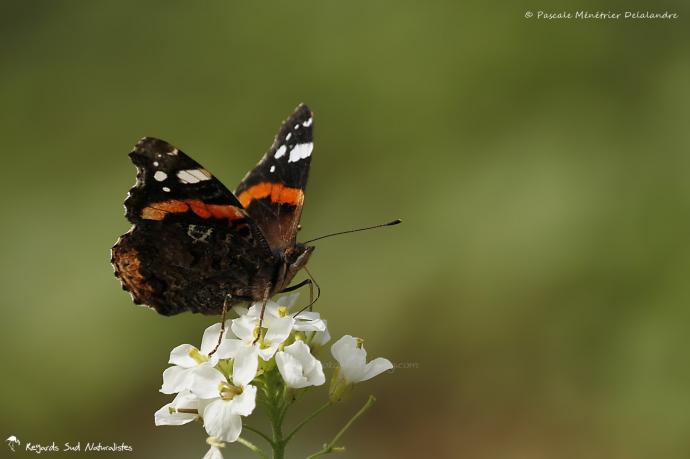 Vulcain (Vanessa atalanta)