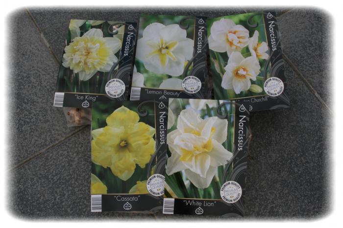 Narcisses