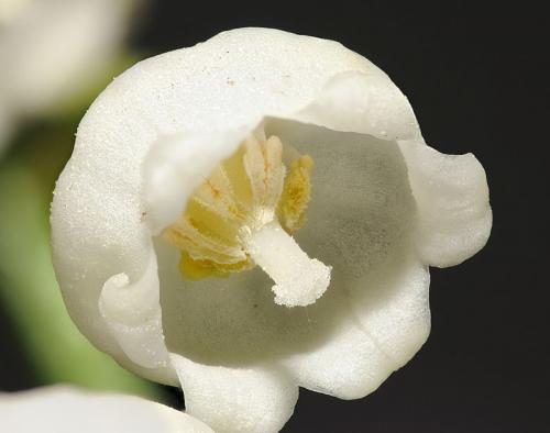 Fleurs cultivées : Muguet