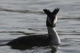 Podicipedidae