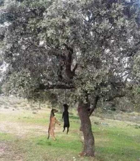 La Chasse