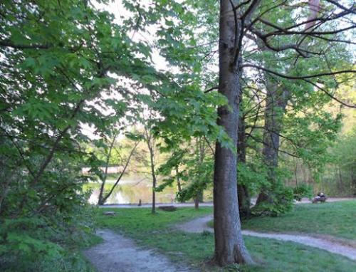 Bois de Saint Cucufa  (Hauts de Seine)