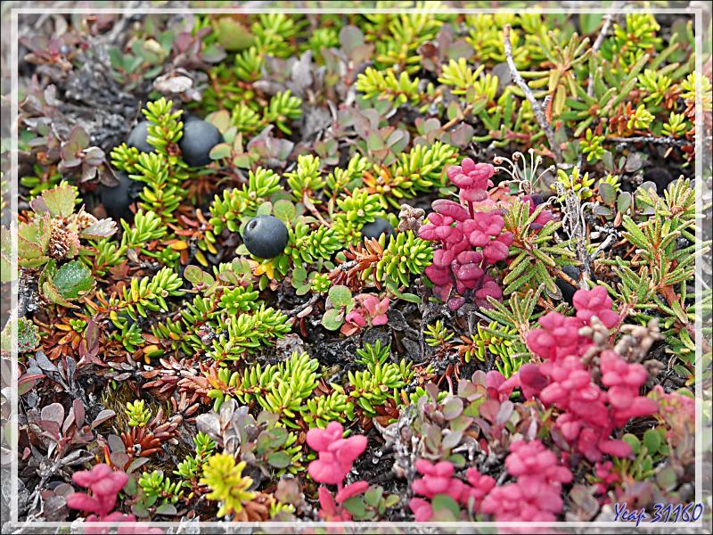 Couleurs d'automne précoces pour les plantes de la toundra - Sermermiut - Ilulissat - Baie de Disko - Groenland