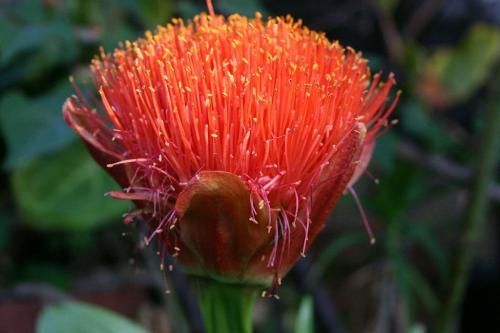 Fleurs cultivées : Scadoxus