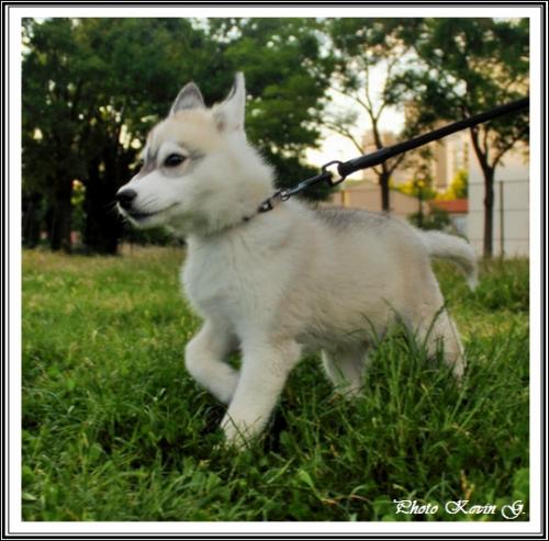 Javik (3 mois)