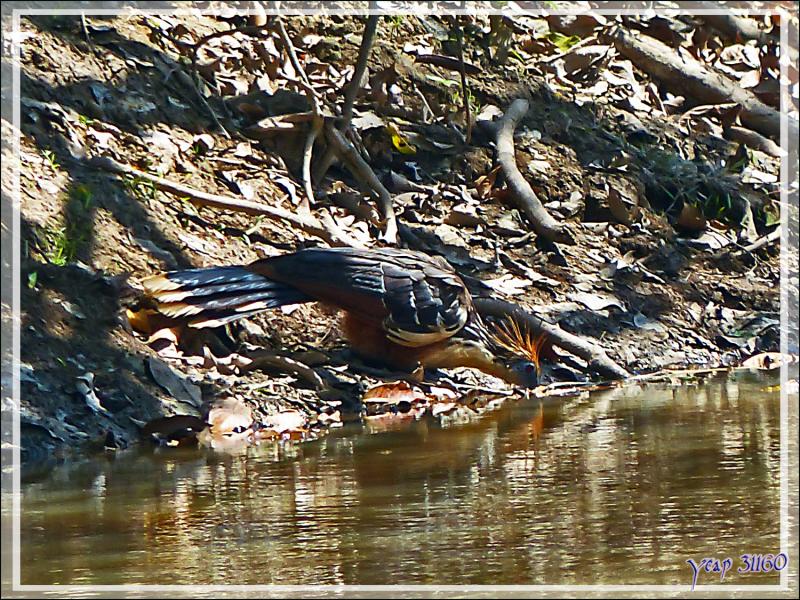 Petite soif pour le Hoatzin huppé (Opisthocomus hoazin) - Inkaterra Hacienda Concepcion - Puerto Maldonado - Pérou