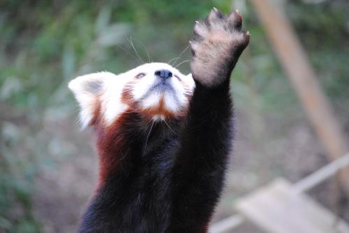 J'adore cette photo de Ying, si vous regardez bien, c'est l'en-tête du blog et mon fond d'écran.