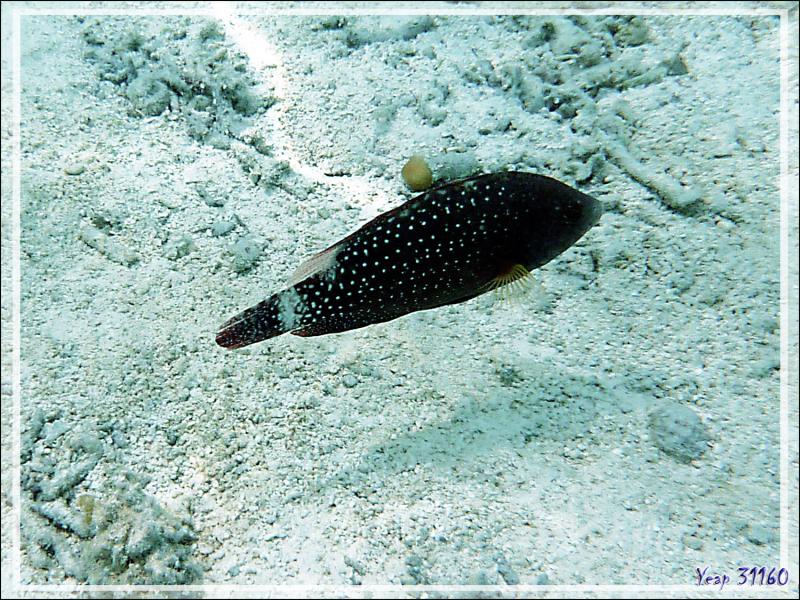 Labre maori ou Vieille tachetée (Cheilinus chlorourus) - Motu Tautau - Taha'a - Polynésie