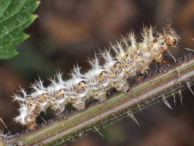 Robert-le-Diable (Polygonia c-album) - Nymphalinae