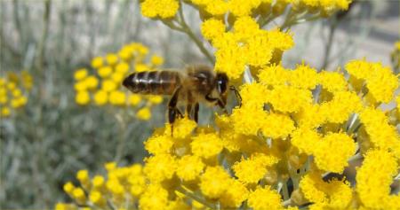 abeille_immortelle_d_italie