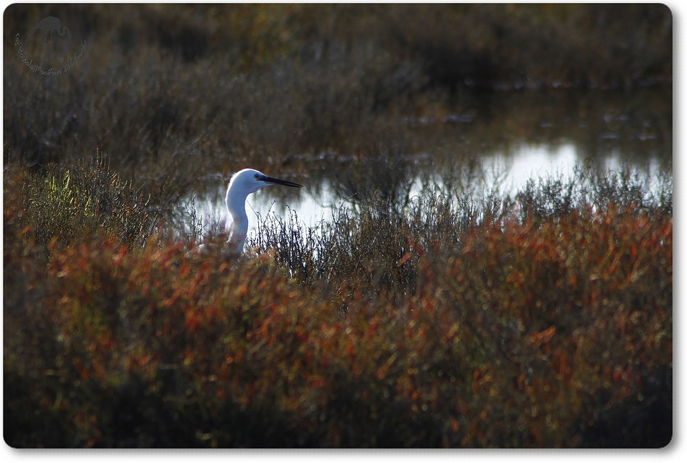 Aigrette Garzette dans la sansouire...