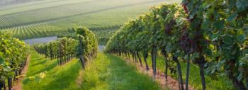 vignes660