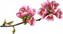 PNG VIRÁGOK