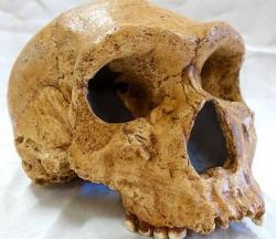 1 - L'arrivée des humains en Europe