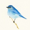 Bluebird ~