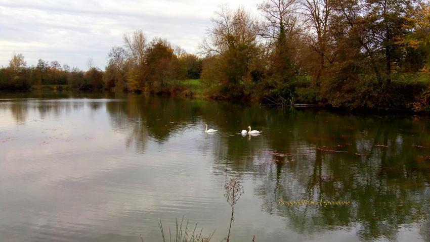 les Cygnes sur le lac de Barsac que j'ai pris en photo 