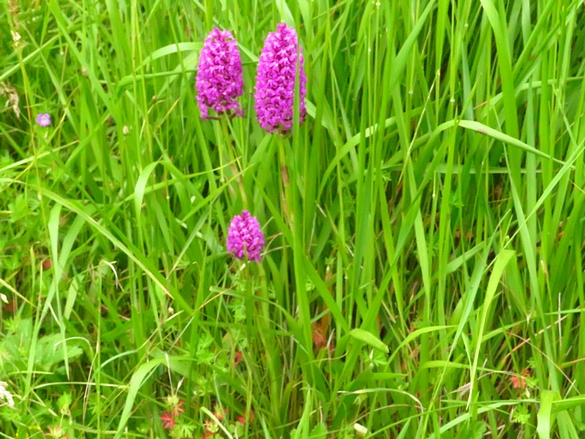 Les orchidées sauvages du Châtillonnais ont fleuri en grand nombre pendant ce printemps 2024
