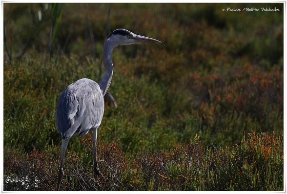 Héron cendré - Ardea cinerea - Grey Heron