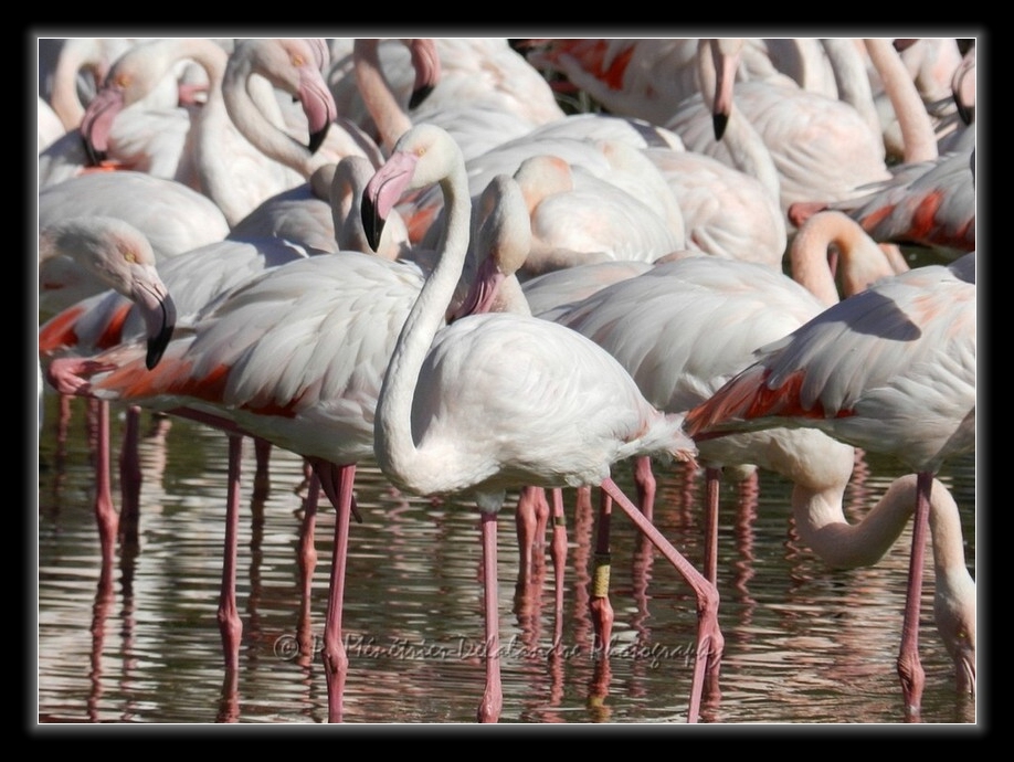 Flamants roses...
