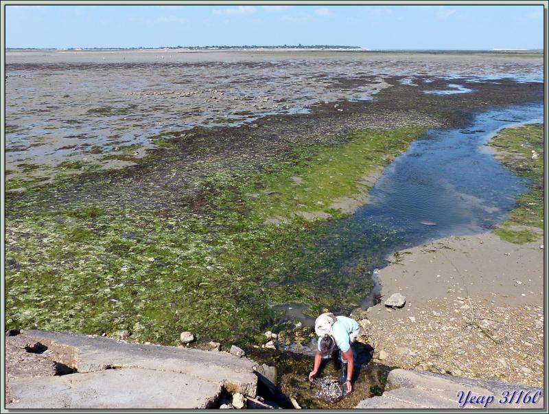 Bonne pêche aux palourdes à marée basse - Ars-en-Ré - Île de Ré - 17