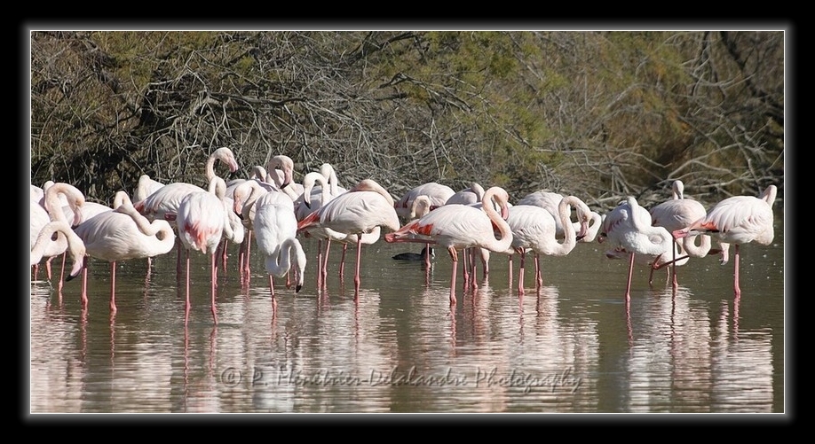 Flamants roses...