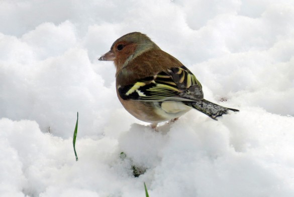 Durant le jour de neige de novembre à Châtillon, les oiseaux ont eu faim !