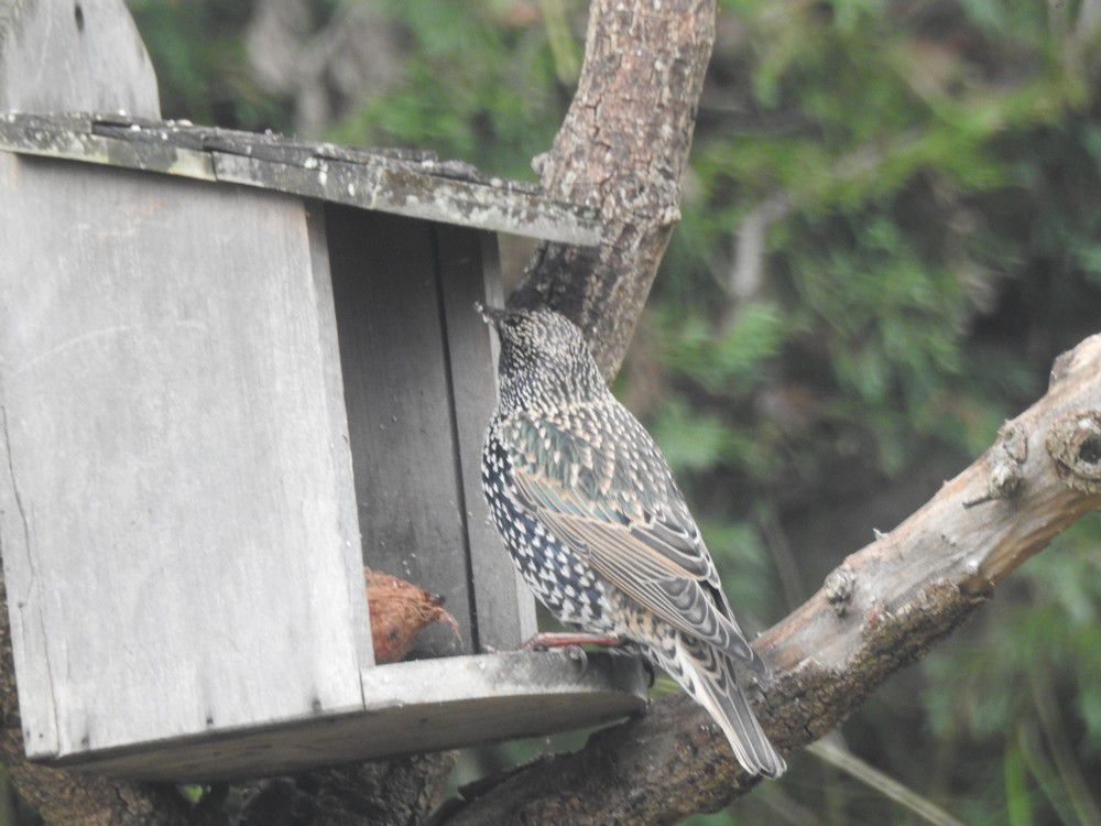 Oiseaux du jardin - décembre 2023 (1/2)....