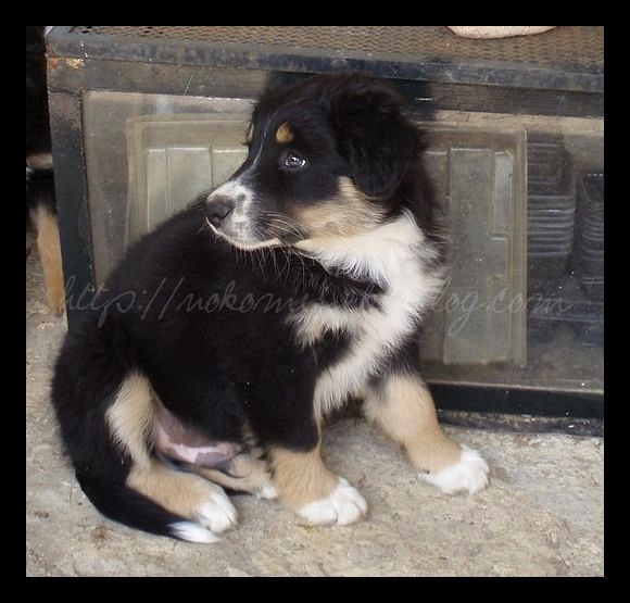 Tranches de vie d'un Australian Shepherd