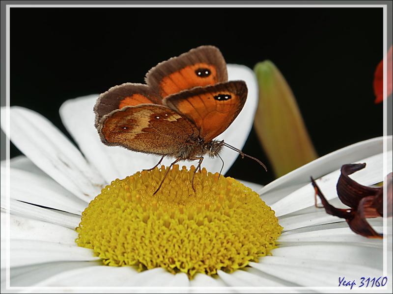 Papillon Amaryllis mâle (Pyronia tithonus) - Lartigau - Milhas - 31