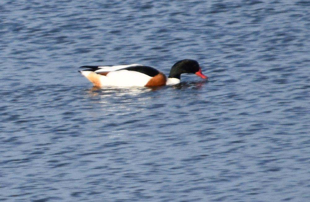 Colonie de tadornes de belon - décembre 2022...