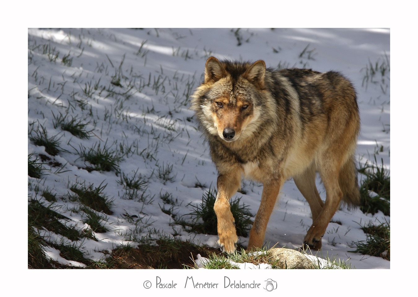 Loup - Son incroyable beauté.