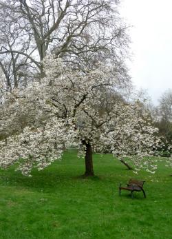 Bonheurs printaniers en une, deux, trois, quatre, ( ou plus ) ... Photos 