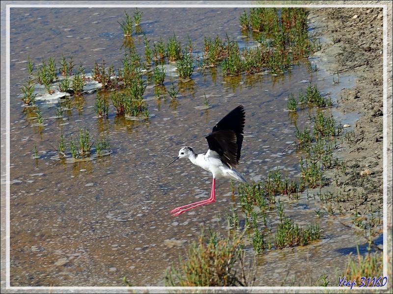 L’atterrissage de l’Échasse blanche - Ars-en-Ré - Ile de Ré - 17